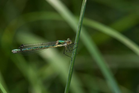A female dragonfly, Emerald Spreadwing (Lestes dryas), on a blade of grass, Rüsselsheim am Main,