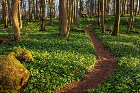 A narrow path winds through endless fields of wild garlic in a green, sunlit beech forest,