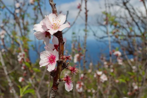 Almond blossom on La Palma, blossom, almond tree (Prunus dulcis), almonds, blossoming, Canary