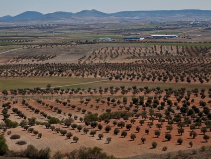 Spain Olive plantation 54325