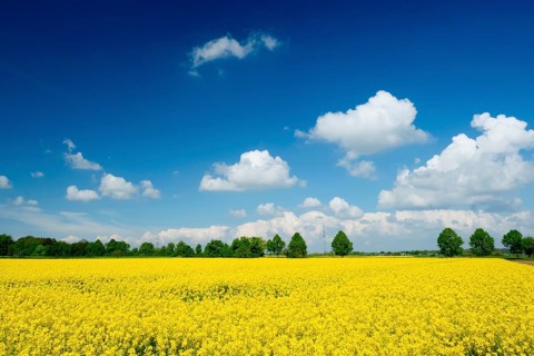 Rape field, trees, rape, summer, blue sky, cumulus clouds, landscape, blooms, blooming, rape