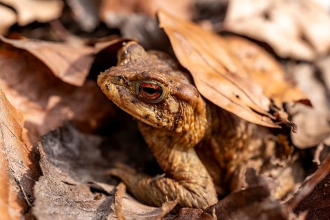 A brown toad (Bufo bufo) hiding well camouflaged under autumn leaves, Lower Saxony, Germany, Europe