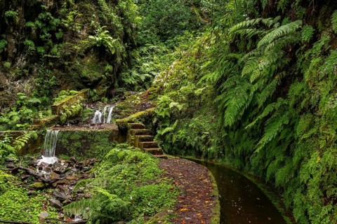Lush green vegetation with a small waterfall on a path along the Levada do Ribeira da Janela, quiet
