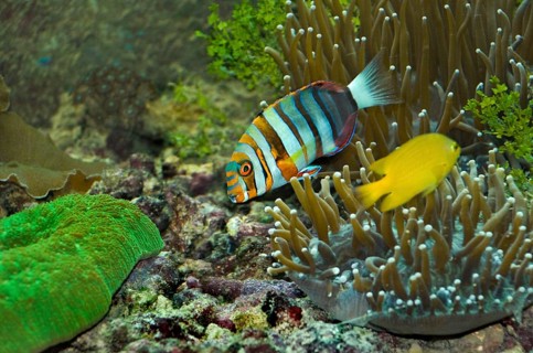 Harlequin tusk fish, Green Island, Cairns, Queensland, Australia, Oceania
