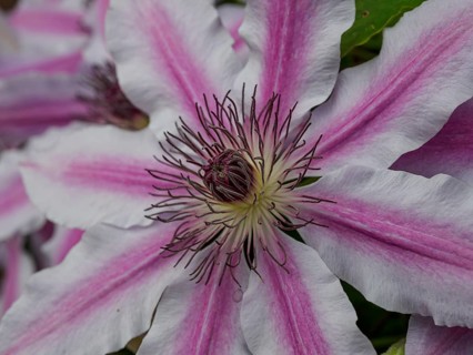 Macro photograph of a clematis flower with detailed stamens and pink petals, borken, westphalia,