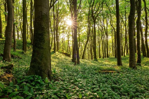 Sunlight shines through the trees in a dense, green forest whose ground is completely covered with