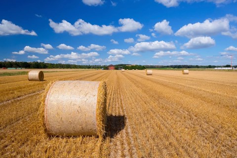 Straw bales on grain field, grain harvest, cattle feed, blue sky, hay, straw, cumulus clouds
