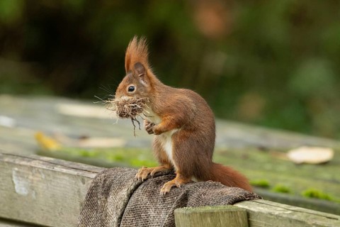 Squirrel with nest material in mouth sitting on backrest of wooden bench looking left