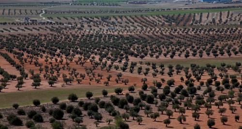 Spain Olive plantation 54328