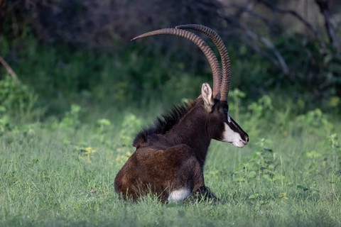 Sable antelope (Hippotragus niger), male, Qwabi Private Game Reserve, Biosphere Reserve, Limpopo,