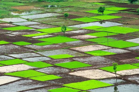 Paddy rice field in squares pattern in monsoon, Chiplun, Ratnagiri, Maharashtra, India, Asia