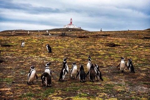Magellanic penguins (Spheniscus magellanicus) in front of a lighthouse in the Penguin National Park