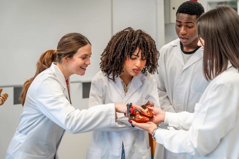Diverse group of medical students examining a model of a human heart, learning anatomy in a
