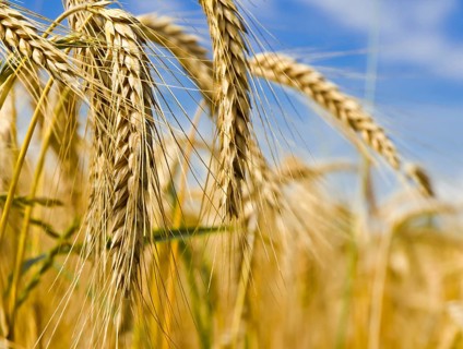 Harvest time
