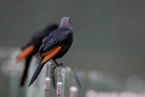 Red-winged Starling (Onychognathus morio) female, Qwabi Private Game Reserve, Biosphere Reserve,