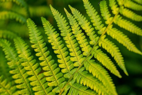 Close-up of fern leaves showing different structures and shades of green