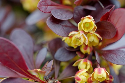 Common barberry (Berberis vulgaris), flower, spring, Schwäbisch Hall, Germany, Europe