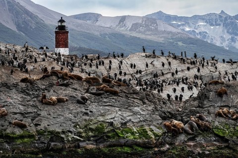 Les Eclaireurs lighthouse with sea lions and cormorants, Beagle Channel, Ushuaia, Argentina, South