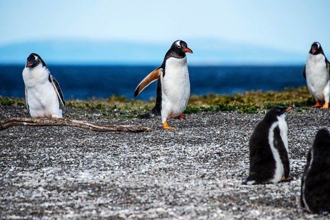 Gentoo penguins (Pygoscelis papua) on Martillon Island, Beagle Channel, Ushuaia, Argentina, South