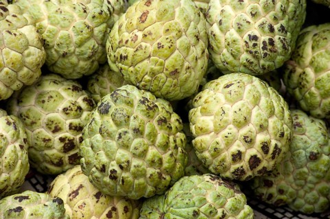Heap of custard apple annona squamosa, Ozar, Pune, Maharashtra, India 2010