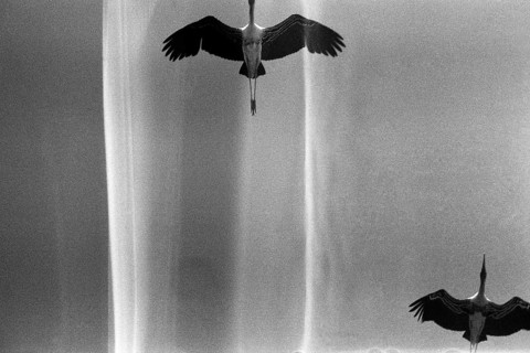 Flying Painted Stork birds Bharatpur Bird Sanctuary Rajasthan India Asia 1976