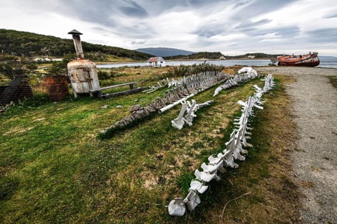 Whale skeletons off Estancia Harberton, Beagle Channel, Ushuaia, Argentina, South America