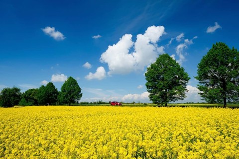 Rape field, trees, rape, summer, blue sky, cumulus clouds, landscape, blooms, blooming, rape