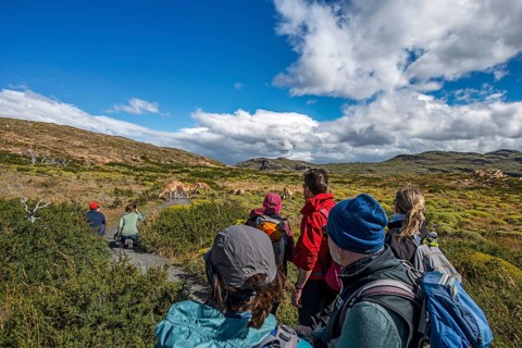Trekker in front of a herd of guanaco at Lagunas Melizas, Torres del Paine National Park,