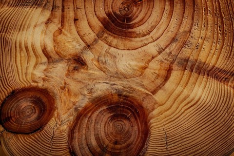 Abstract Wood Texture With Cross Cut