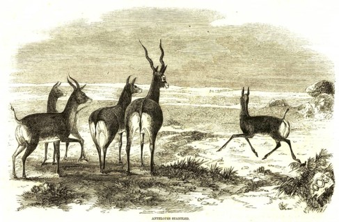 Hunting and animal views, antelopes startled, India, Asia