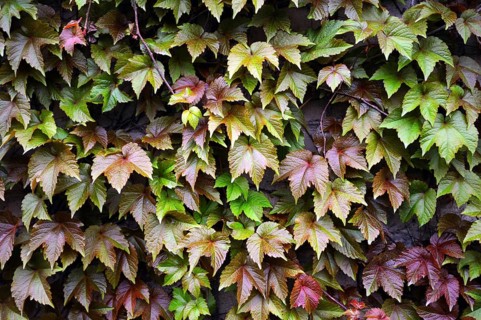 Wall full of colourful leaves