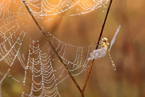 Dragon fly beside spider web covered with dewdrops 28-December-2008
