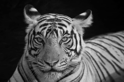 Black and white Infrared portrait of a wild tiger sitting in a waterhole in Ranthambhore national