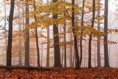 Idyllic autumn forest with veils of mist, which spreads a quiet and mysterious atmosphere, Bad