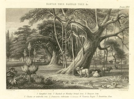 Lithographs Banyan Tree, Baobab Tree & etc, India, Asia