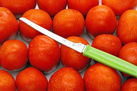 Red tomatoes Latin Lycopersicon esculentum with sharp knife with green Handle, India, Asia