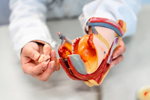 Doctor explaining pregnancy using anatomical model of female reproductive organs and fetus in