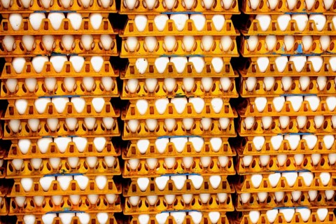Eggs in trays, India, Asia