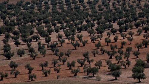 Spain Olive plantation 54370