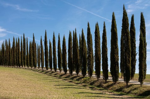 Near Montalcino, cypress avenue