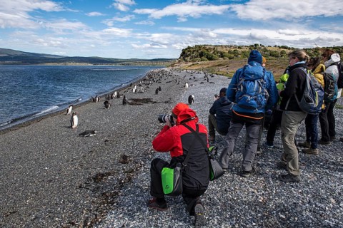 Tourists photographing gentoo penguins (Pygoscelis papua) on Martillon Island, Beagle Channel,