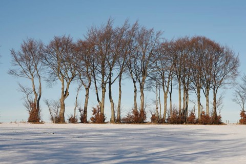 Hedgerow landscape with typical beech hedges
