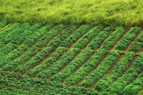 Field of vegetables, Shillong, Meghalaya, India, Asia