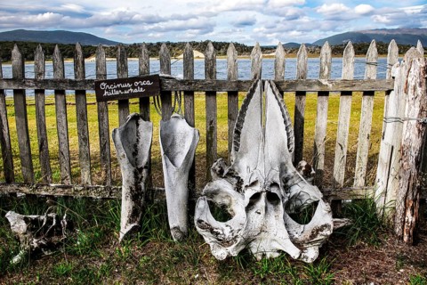 Orca skeletons off Estancia Harberton, Beagle Channel, Ushuaia, Argentina, South America