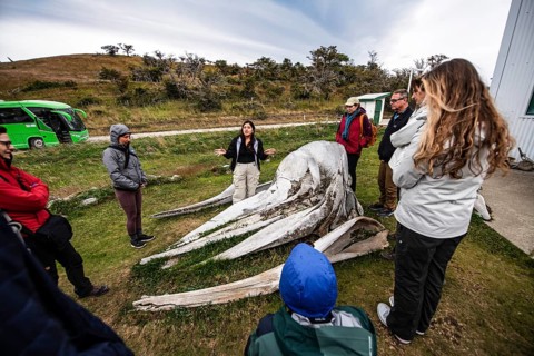 Whale museum at Estancia Harberton, Beagle Channel, Ushuaia, Argentina, South America