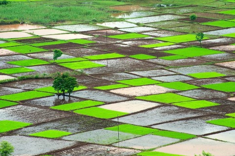 Paddy rice field in squares pattern in monsoon, Chiplun, Ratnagiri, Maharashtra, India, Asia
