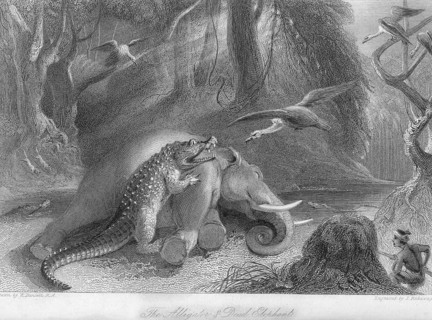Alligator and dead elephant, India, Asia