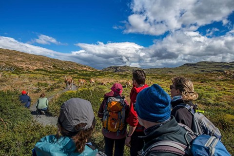 Trekker in front of a herd of guanaco at Lagunas Melizas, Torres del Paine National Park,