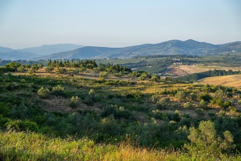 Tuscan landscape, country estate with vineyards, forests, olive trees and cypresses in Chianti,