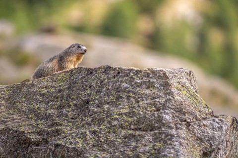 An alpine marmot (Marmota marmota) stands on a rock. The animal is brown and grey. Aosta, Gran
